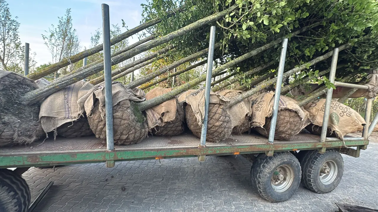 Arbori și plante cu rădăcinile învelite în pânză, pe o remorcă din pepinieră